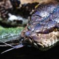 How to tame the inflation python